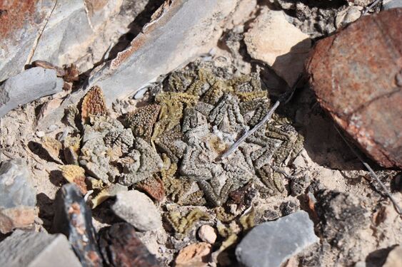 Ariocarpus bravoanus subsp. hintonii élőhelyi kép