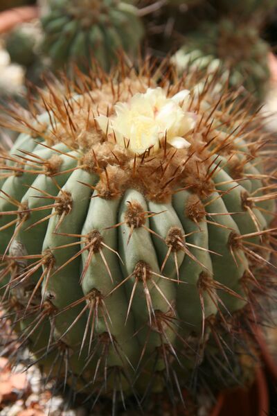 Fájl:Copiapoa haseltoniana gigantea.HL 01.jpg