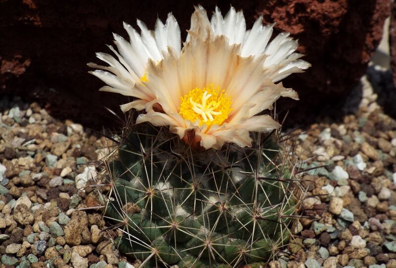 Fájl:Coryphantha hintoniorum-001.jpg