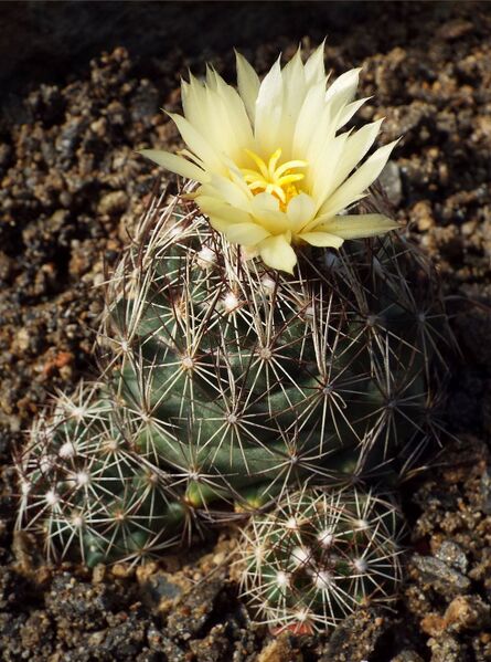 Fájl:Coryphantha nickelsiae-000.jpg