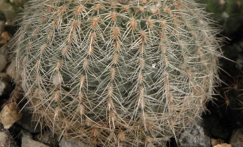 Fájl:Frailea pygmaea gloriosa-001.jpg