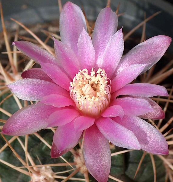 Fájl:Gymnocalycium neuhuberi-001.jpg