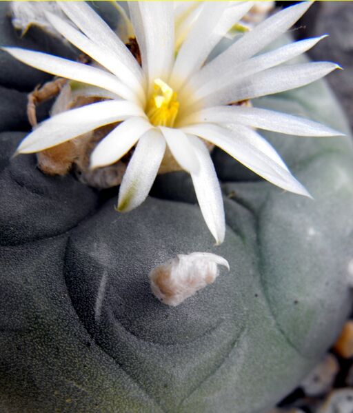 Fájl:Lophophora diffusa-012.jpg