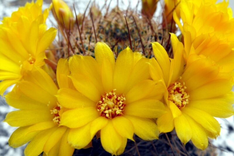Fájl:Rebutia breviflora-1.jpg