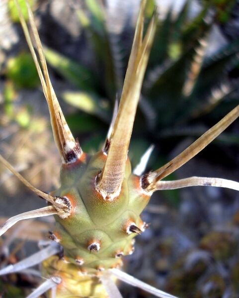 Fájl:Tephrocactus articulatus-1.jpg