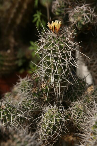 Fájl:Copiapoa armata.HL 02.jpg