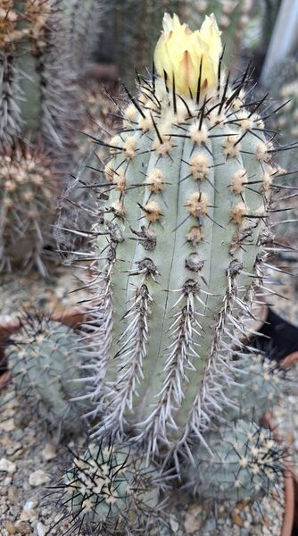 Fájl:Copiapoa atacamensis.HL 02.jpg