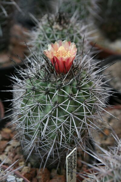 Fájl:Copiapoa desertorum.HL 02.jpg