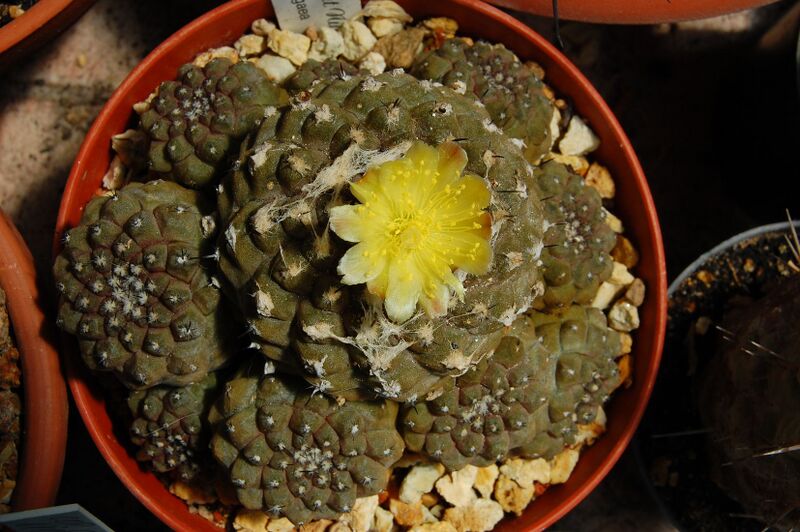 Fájl:Copiapoa hypogaea.HL 02.jpg