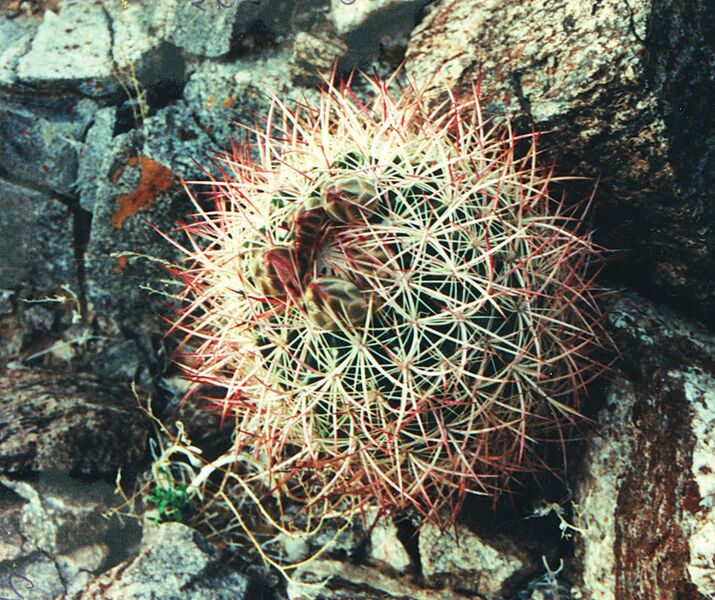 Fájl:Pozsgáslap 055-001.jpg