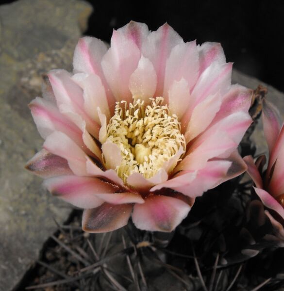 Fájl:Gymnocalycium striglianum-002.jpg