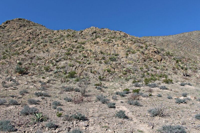 Fájl:Lophophora fricii-004.jpg