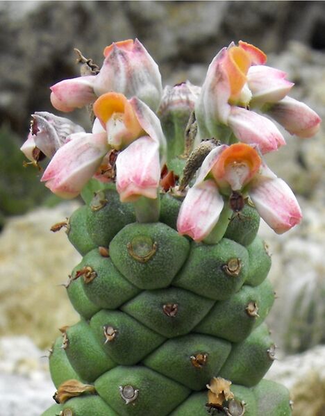 Fájl:Monadenium ritchiei subsp ritchiei-002.jpg