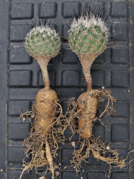 Fájl:Rapicactus booleanus gyökér.SzJ 04.jpg