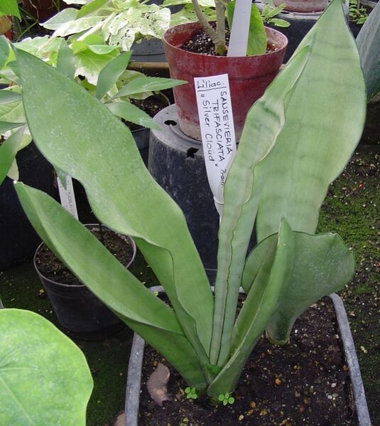 Fájl:Sansevieria trifasciata 2 rész-3.jpg