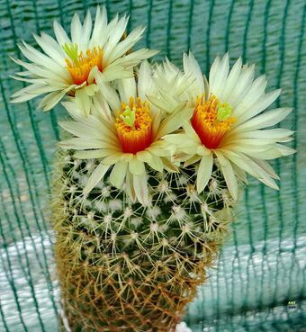 Fotó: Agócs György, Coryphantha erecta