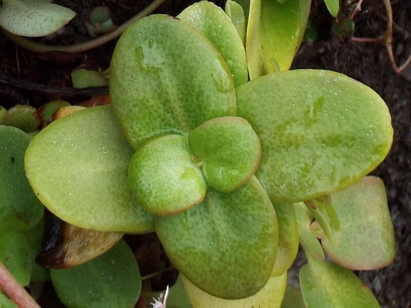 Fájl:Crassula multicava-001.jpg