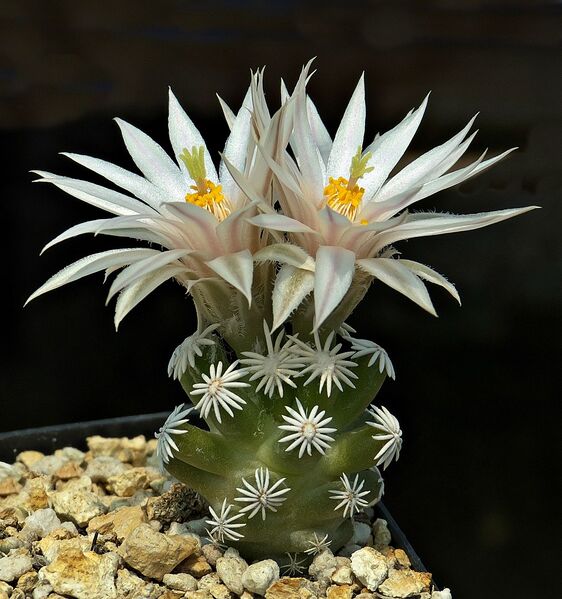 Fájl:Escobaria abdita.SzJ 01.jpg