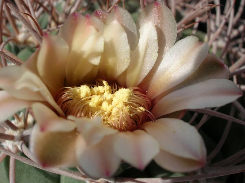 Fájl:Gymnocalycium oenanthemum ambatoense 1 rész-001.jpg