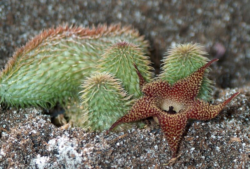 Fájl:Huernia pillansii-001.jpg