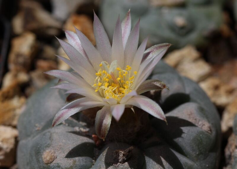 Fájl:Lophophora koehresii-001.jpg