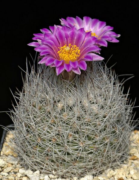 Fájl:R. beguinii MZ676.SzJ 04.jpg