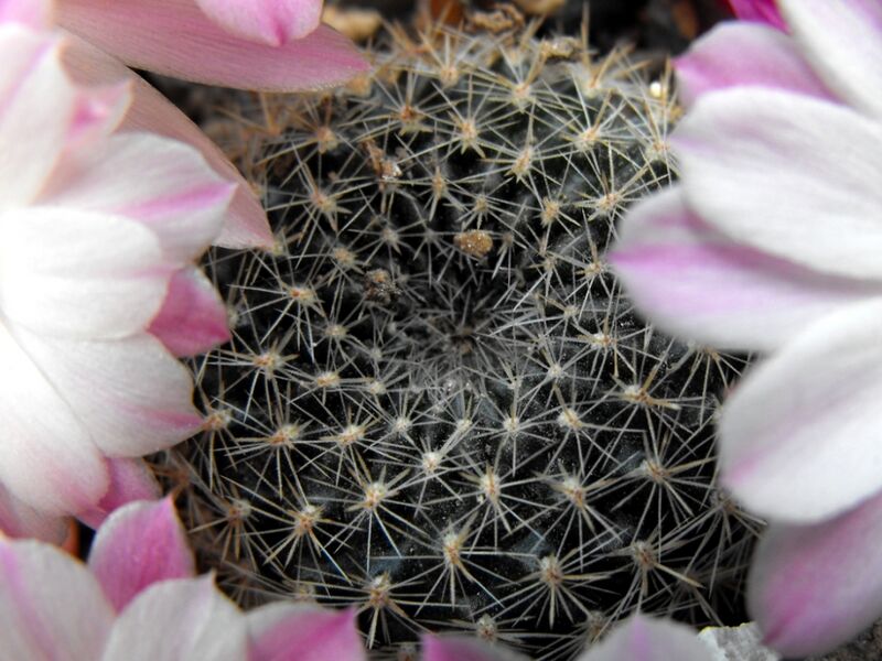 Fájl:Rebutia fiebrigii narvaecensis-2.jpg