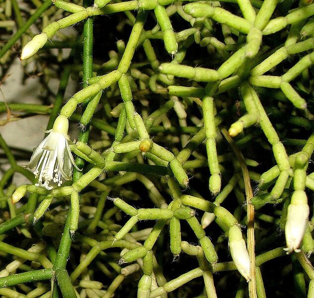 Fájl:Rhipsalis cereuscula.FJ 02.jpg