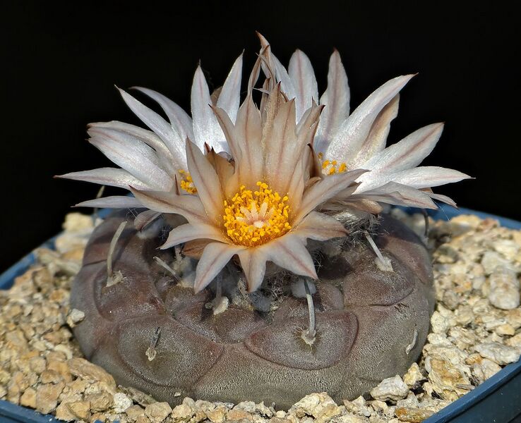Fájl:Turbinicarpus jauernigii MZ474.SzJ 04.jpg