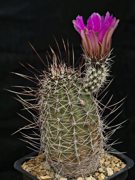 Fájl:Echinocereus fendleri rectispinus HRU10-047.SzJ 01.jpg