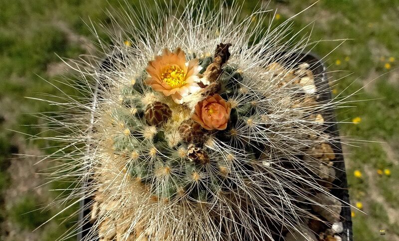 Fájl:Pediocactus paradinei.AGy 01.jpg