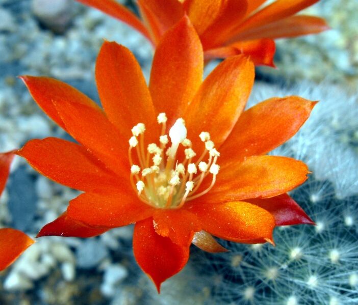 Fájl:Rebutia fiebrigii albipilosa-2.jpg