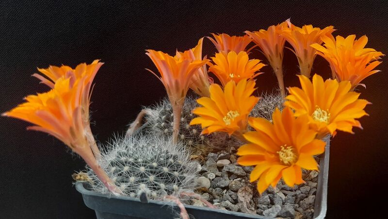 Fájl:Rebutia flavistyla.JCs 01.jpg