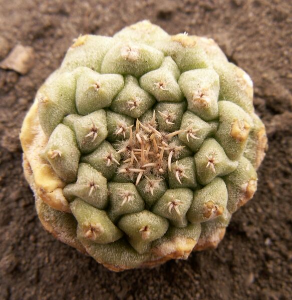 Fájl:Strombocactus disciformis esperanzae-1.jpg