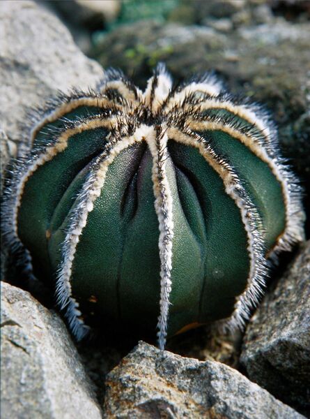 Fájl:Uebelmannia pectinifera pectinifera 02-0.jpg