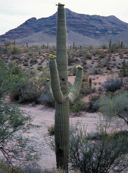 Fájl:Carnegiea gigantea-000.jpg
