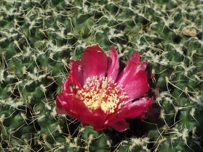 Cumulopuntia subterranea pulcherrima