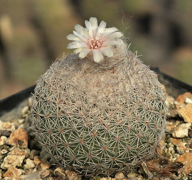 Fájl:Epithelantha greggii.SzJ 01.jpg