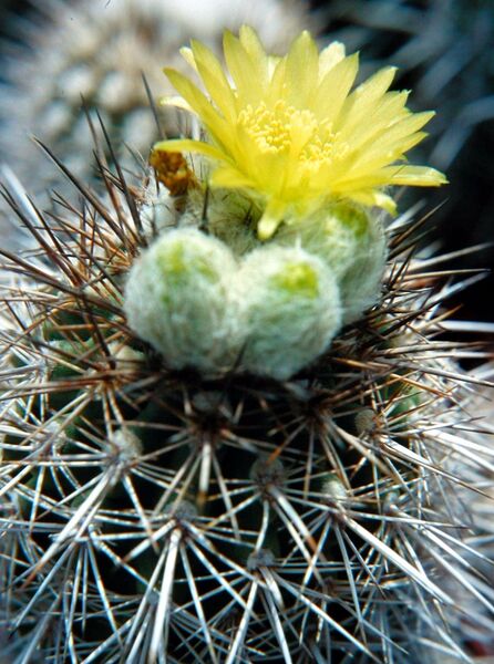 Fájl:Eriosyce islayensis islayensis-002.jpg