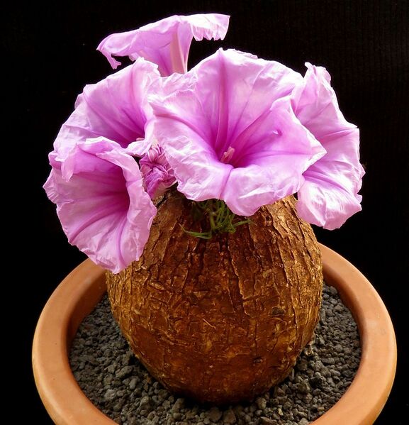 Fájl:Ipomoea bolusiana.HS 01.jpg