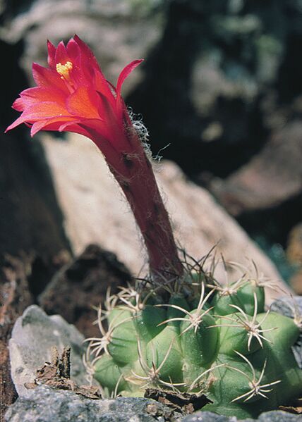 Fájl:Pozsgáslap 072-001.jpg