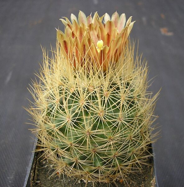 Fájl:Acharagma roseanum.SzJ 01.jpg