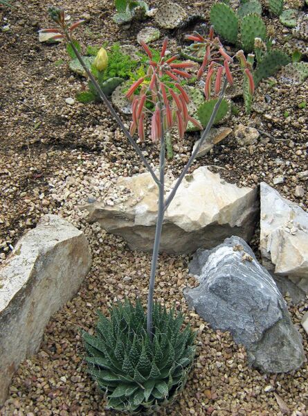 Fájl:Aloe aristata-000.jpg