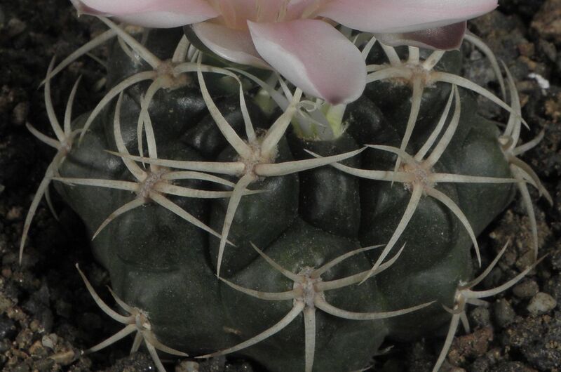 Fájl:Gymnocalycium monvillei-001.jpg