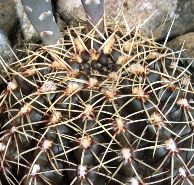 Fájl:Gymnocalycium schroederianum-001.jpg