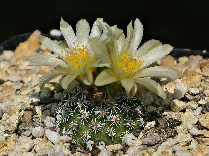 Fájl:Kadenicarpus krainzianus VM356.SzJ 02.jpg