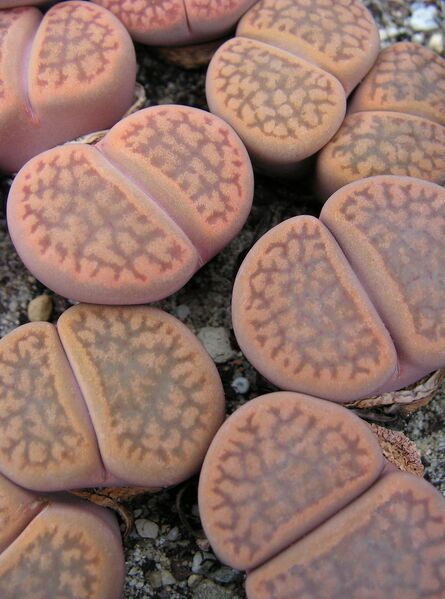 Fájl:Lithops hookeri2-000.jpg