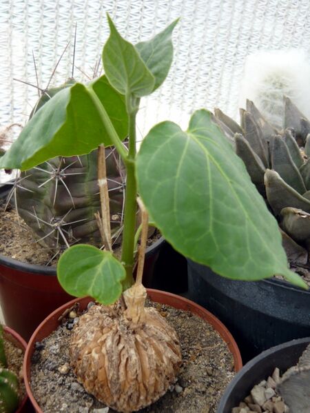 Fájl:Matelea cyclophylla-002.jpg