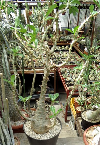 Fájl:Pachypodium lealii subs. saundersii-003.jpg