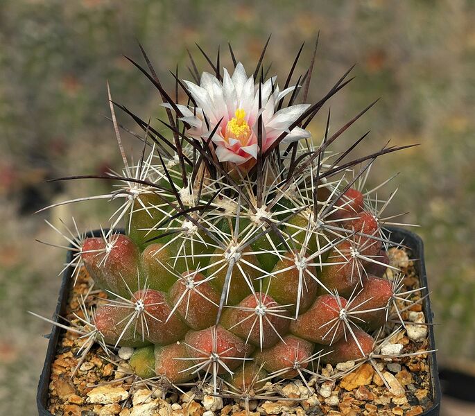 Fájl:Th. conothelos garciae SzJ 01.jpg